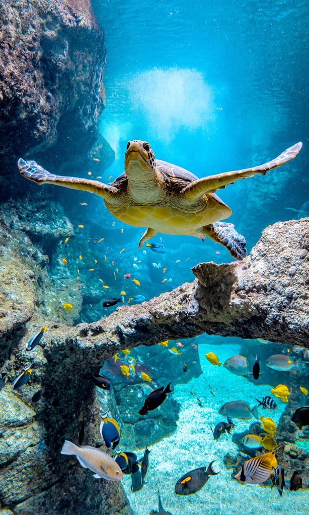 Tortue verte de l’Aquarium de Biarritz