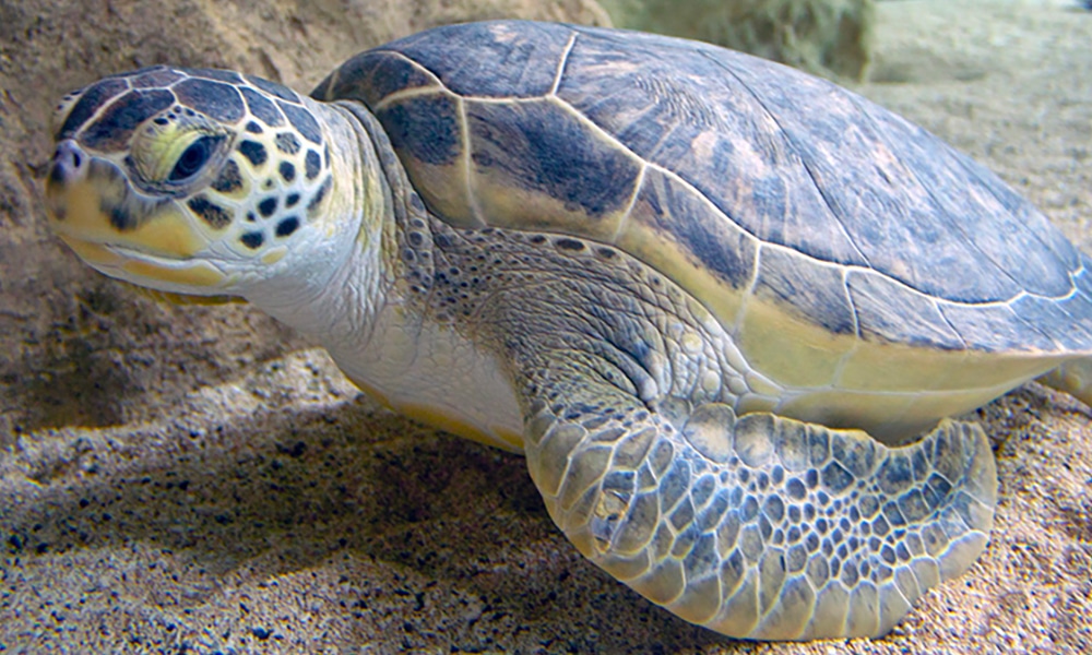 Tortue verte