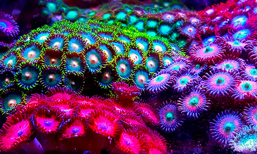 Zoanthaire