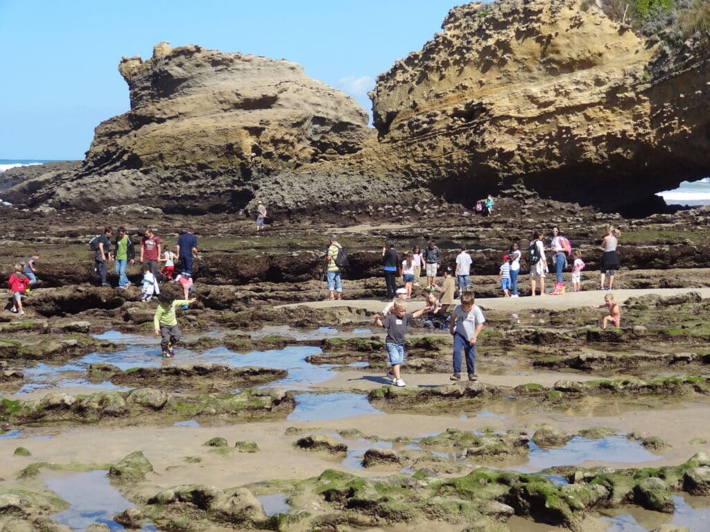 Estran rocheux Aquarium de Biarritz