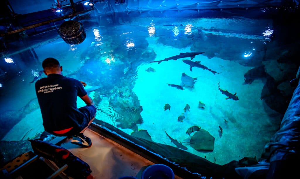 La comida de los tiburones