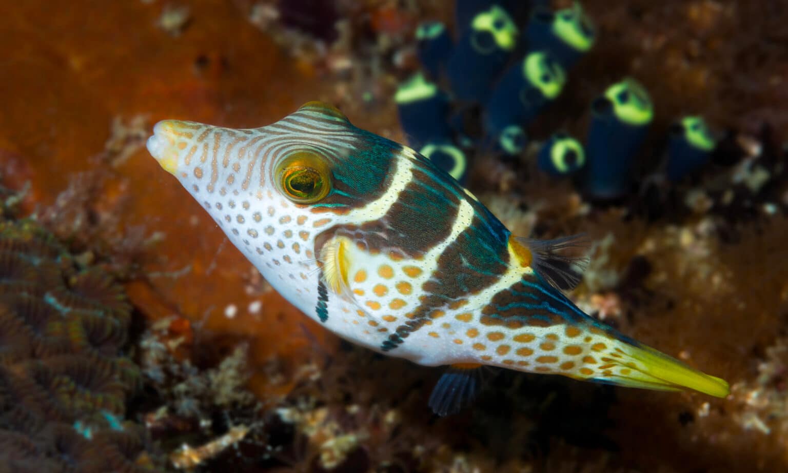 Canthigaster à selles | Aquarium de Biarritz