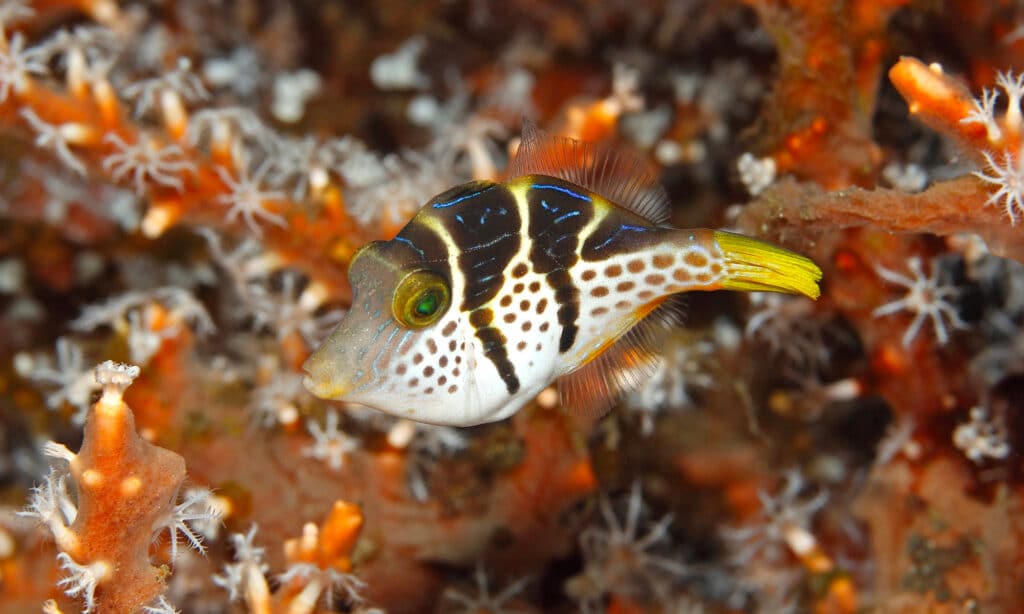 Faux poisson-ballon