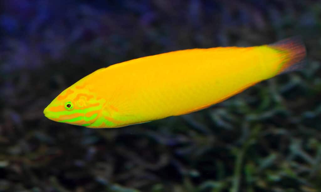 Labre canari