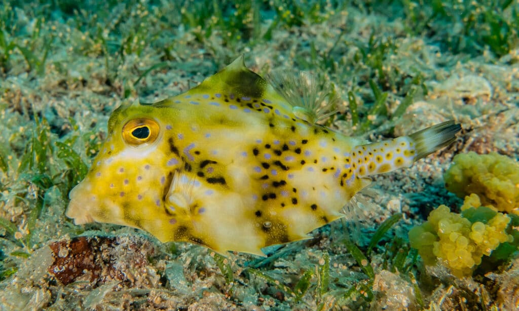 Poisson-coffre bossu