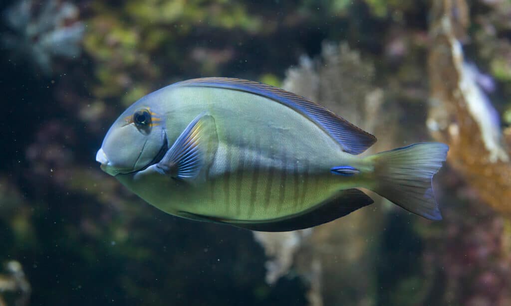 Acanthurus chirurgus
