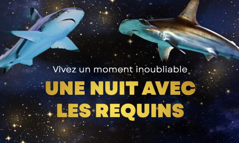 Nuit avec les requins à l'Aquarium de Biarritz