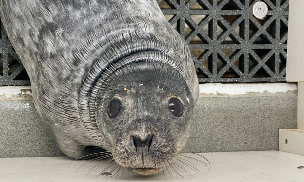 Phoque dans le centre de soin de l'Aquarium de Biarritz
