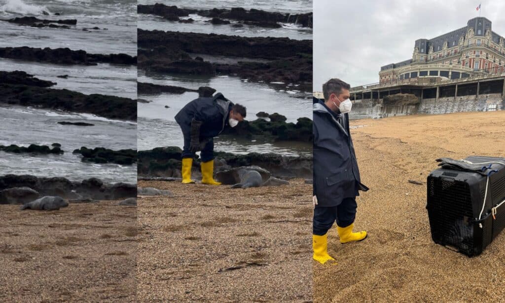 Récupération du phoque sur la Grande Plage de Biarritz