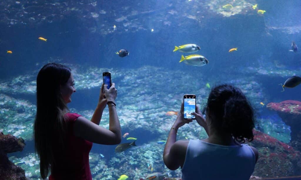 Photo scan des poissons dans le bassin des tortues.
