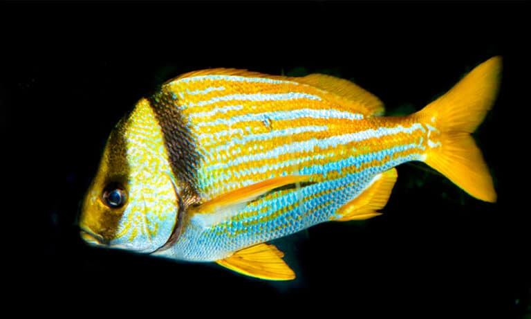 Lippu rondeau | Aquarium de Biarritz